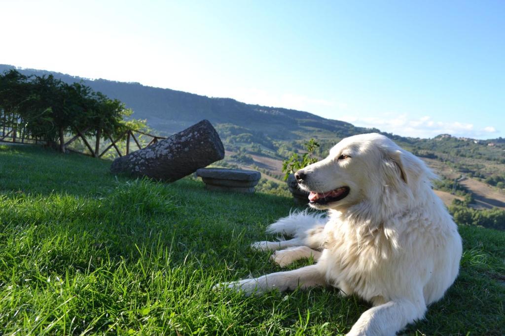 Agriturismo Lapone Orvieto Extérieur photo